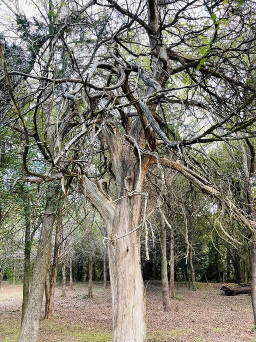 فيلا Bastrop Tiny Disc Golf Retreat المظهر الخارجي الصورة