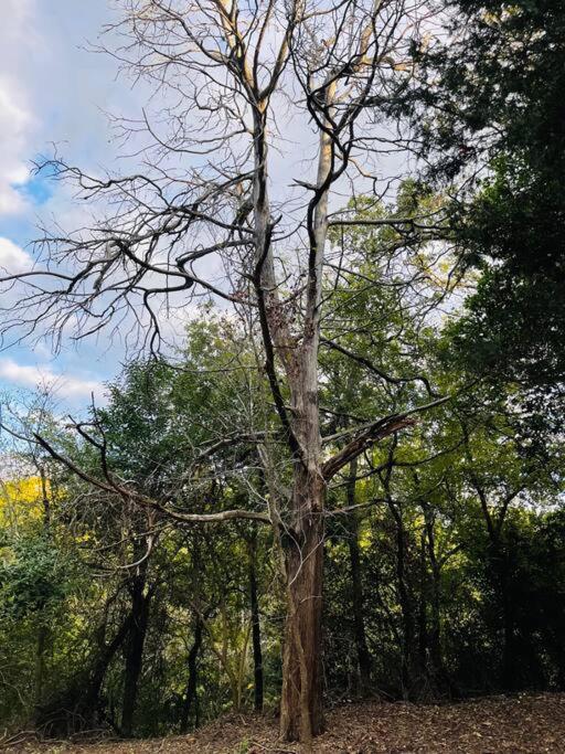 فيلا Bastrop Tiny Disc Golf Retreat المظهر الخارجي الصورة