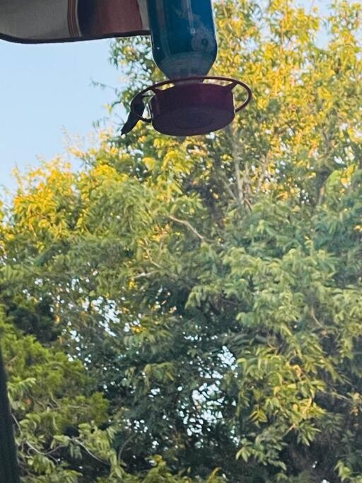 فيلا Bastrop Tiny Disc Golf Retreat المظهر الخارجي الصورة