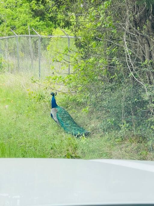 فيلا Bastrop Tiny Disc Golf Retreat المظهر الخارجي الصورة