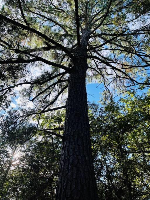 فيلا Bastrop Tiny Disc Golf Retreat المظهر الخارجي الصورة